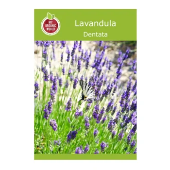 Lavandula Dentata seeds