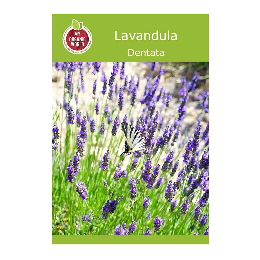 Lavandula Dentata seeds