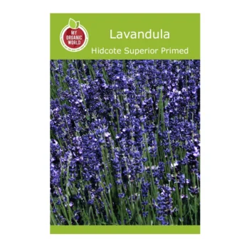 Lavandula Hidcote Superior Primed seeds