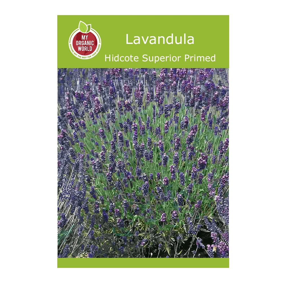 Lavandula Hidcote Superior Primed seeds