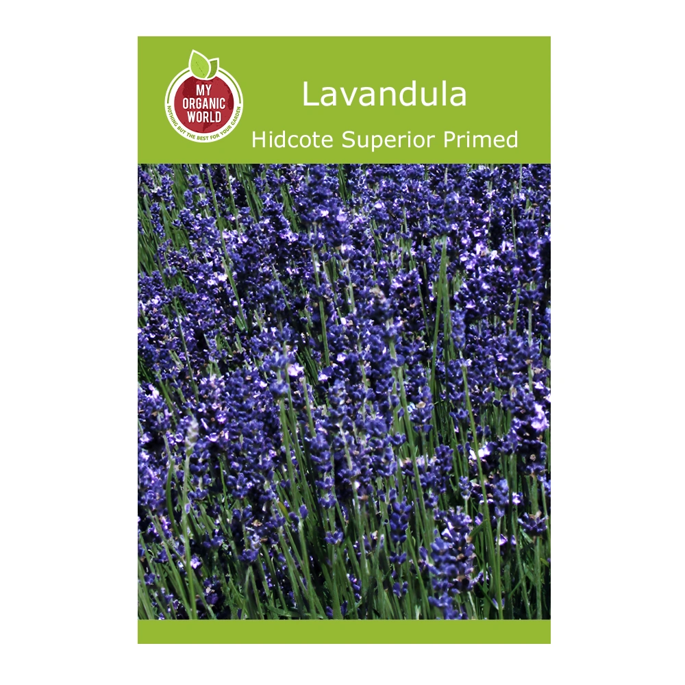 Lavandula Hidcote Superior Primed 1 Lavandula Hidcote Superior Primed seeds