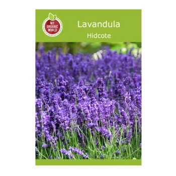 Lavandula Hidcote seeds