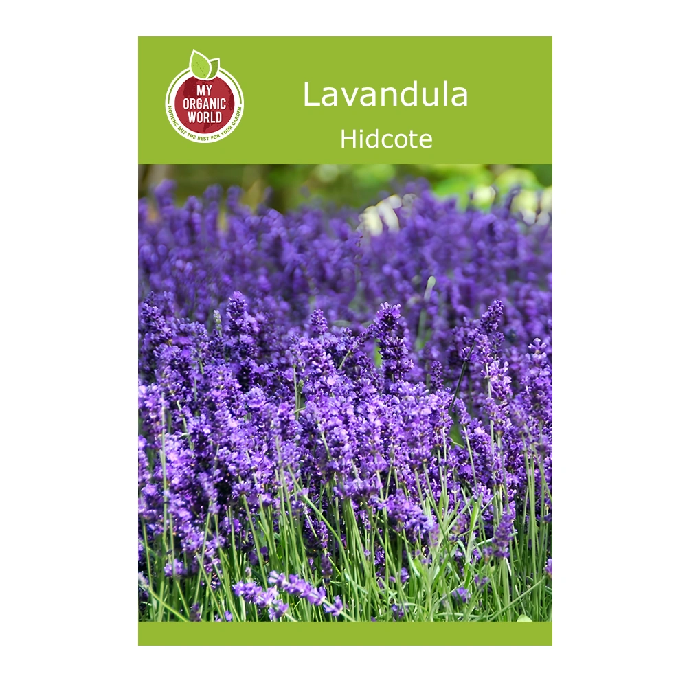 Lavandula Hidcote 1 Lavandula Hidcote seeds