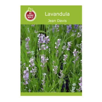 Lavandula Jean Davis seeds
