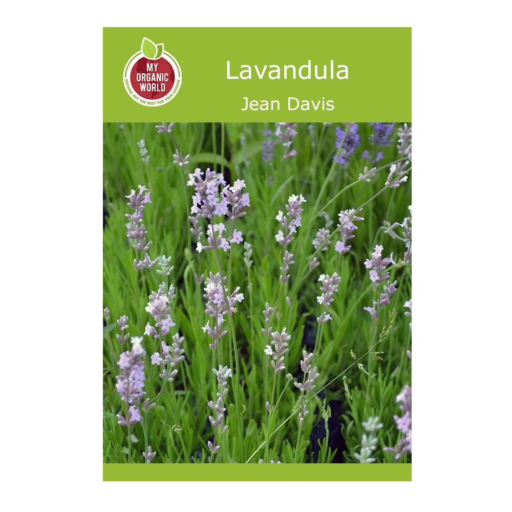 Lavandula Jean Davis 1 Lavandula Jean Davis seeds