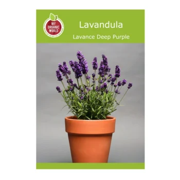 Lavandula Lavance Deep Purple seeds