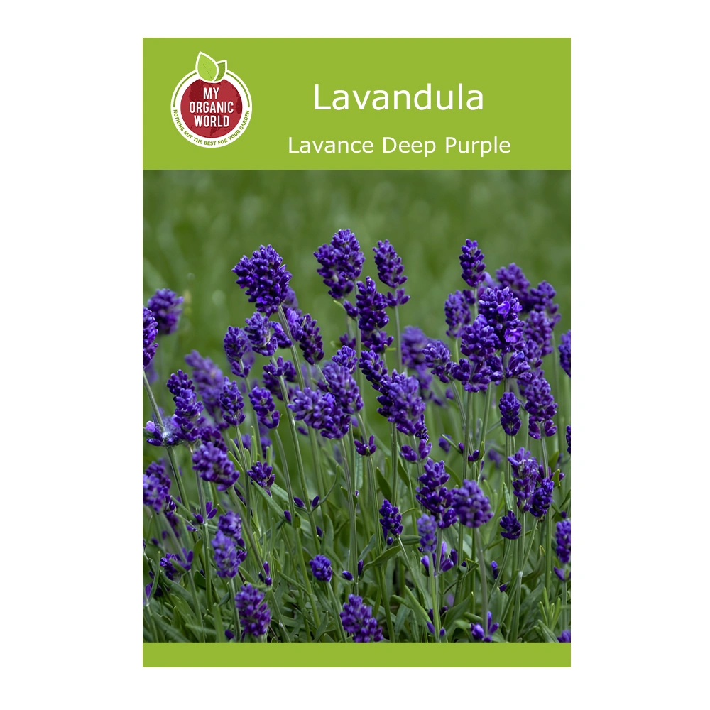 Lavandula Lavance Deep Purple seeds