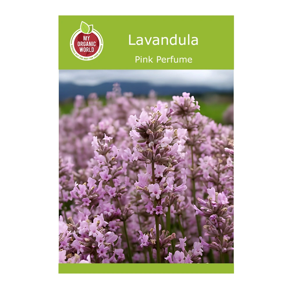 Lavandula Pink Perfume 1 Lavandula Pink Perfume seeds