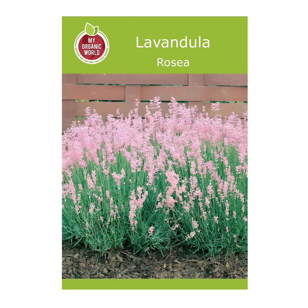 Lavandula Rosea 1 Lavandula Rosea seeds