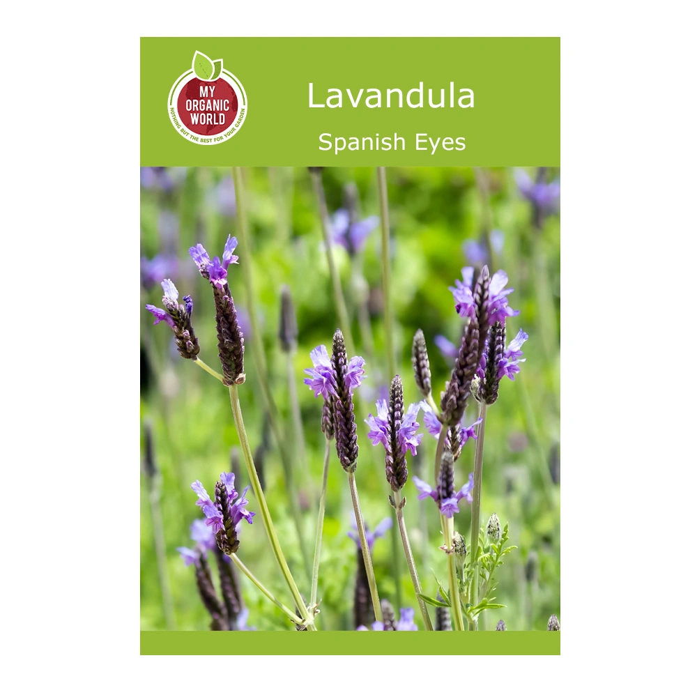 Lavandula Spanish Eyes 1 Lavandula Spanish Eyes seeds