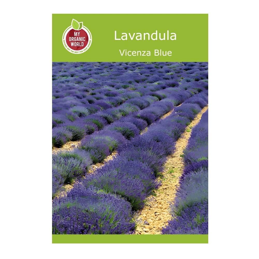 Lavandula Vicenza Blue seeds