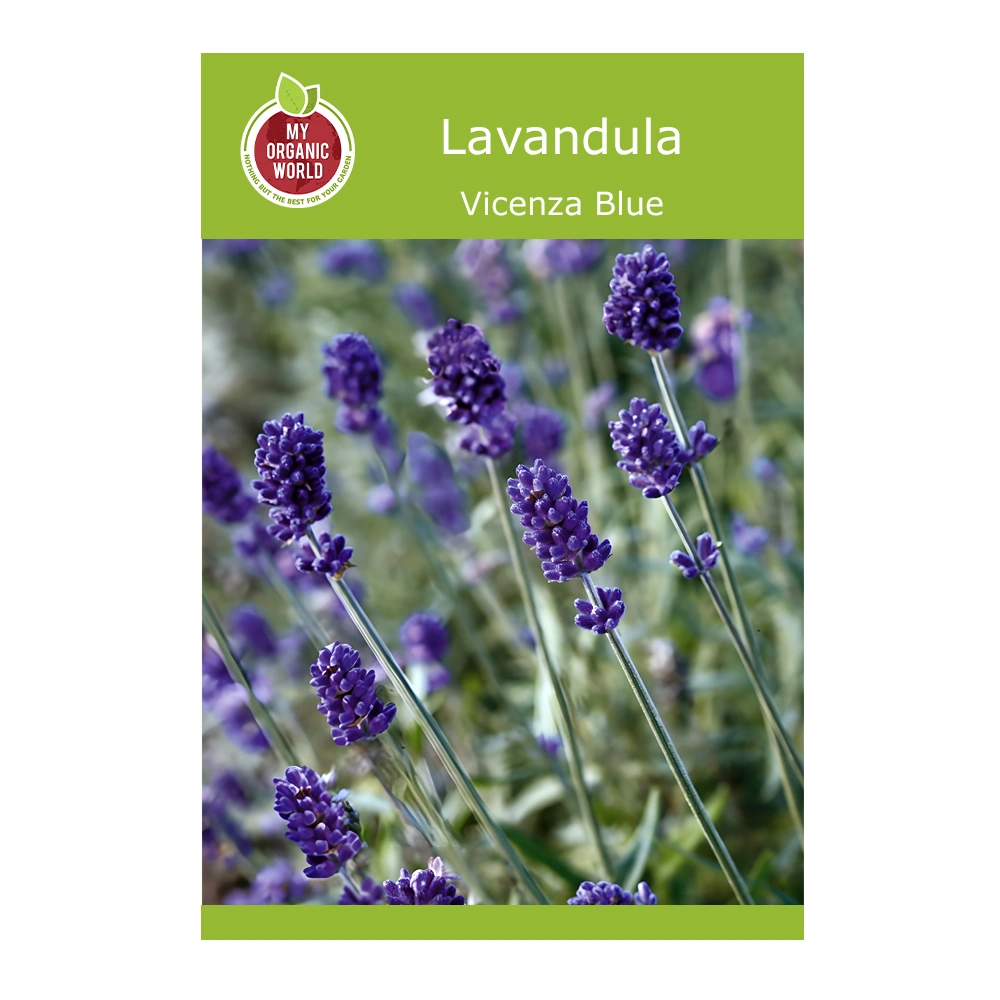 Lavandula Vicenza Blue 1 Lavandula Vicenza Blue seeds