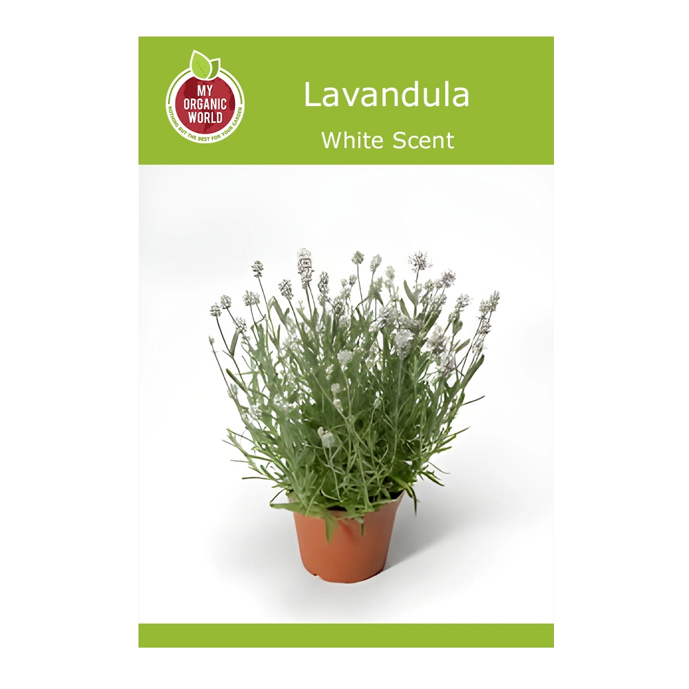 Lavandula White Scent seeds