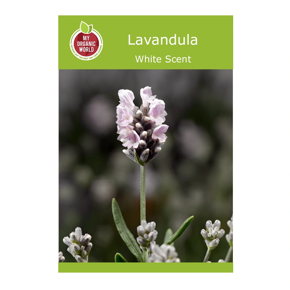 Lavandula White Scent 1 Lavandula White Scent seeds