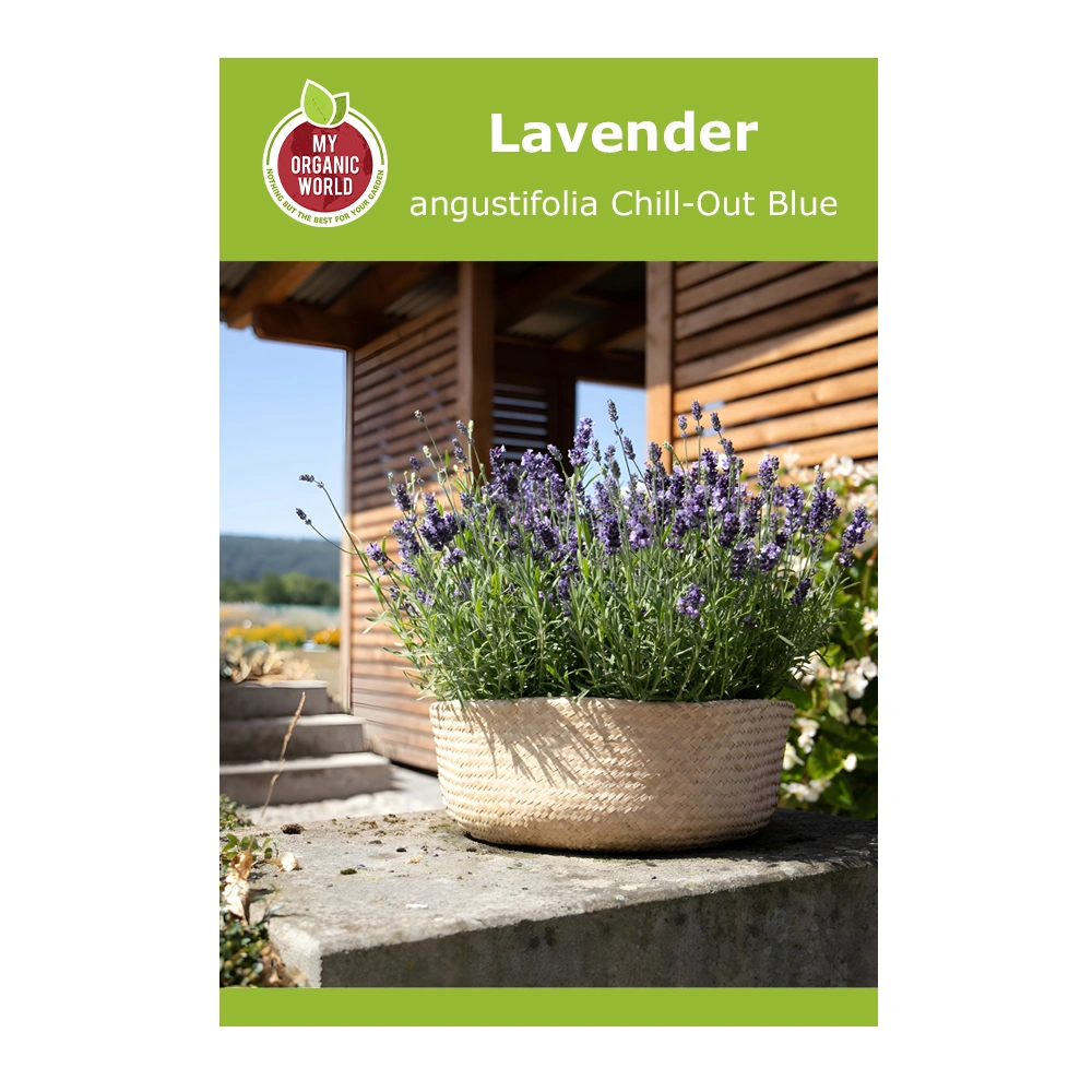 Lavandula angustifolia Chill-Out Blue 1 Lavandula angustifolia Chill-Out Blue
