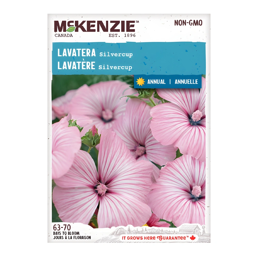 Lavatera Silver Cup 1 Lavatera Silver Cup seeds