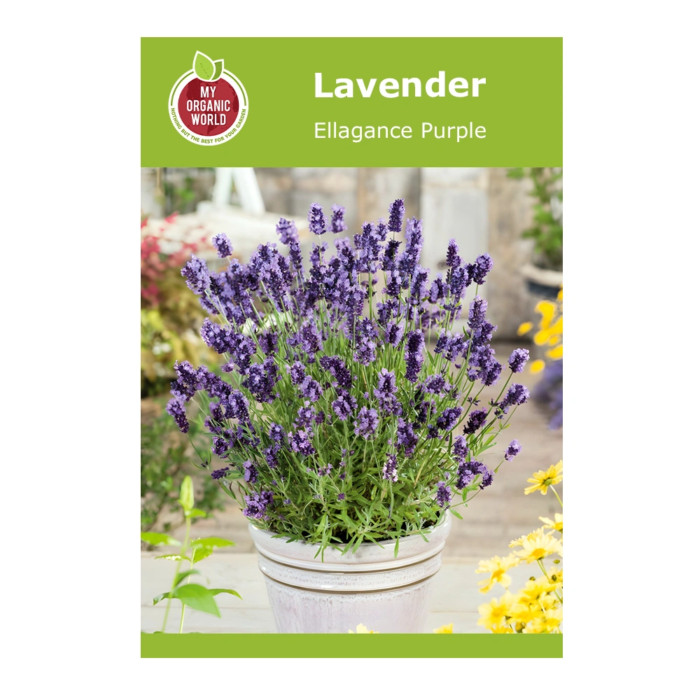 Lavender Ellagance Purple 1 Lavender Ellagance Purple