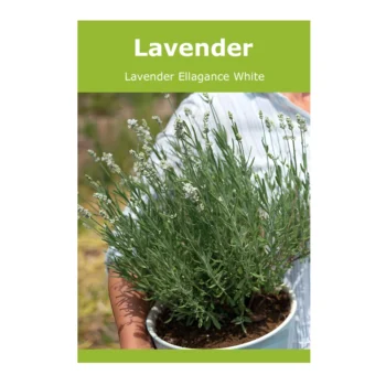 Lavender Ellagance White seeds