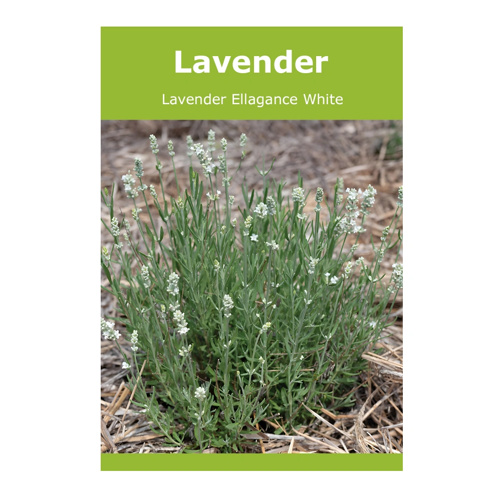 Lavender Ellagance White seeds