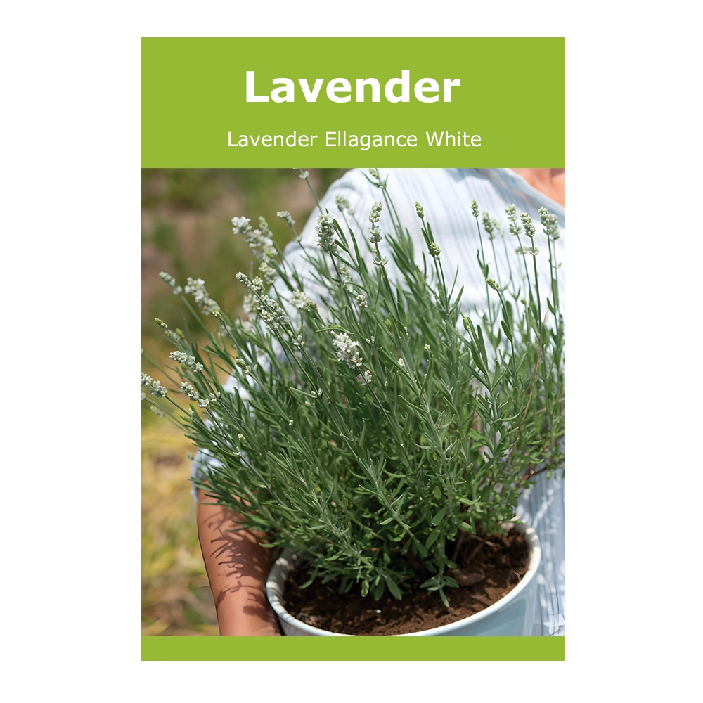 Lavender Ellagance White 1 Lavender Ellagance White seeds