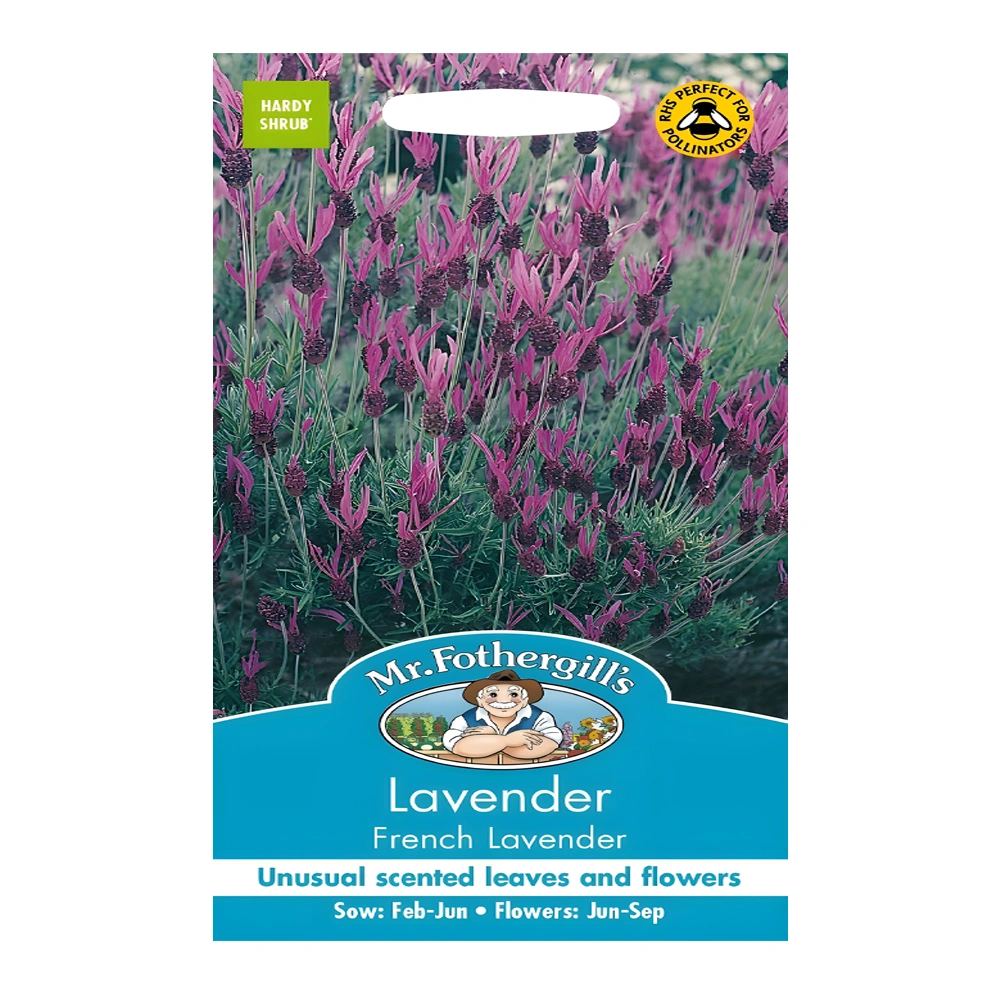 Lavender French 1 Lavender French seeds