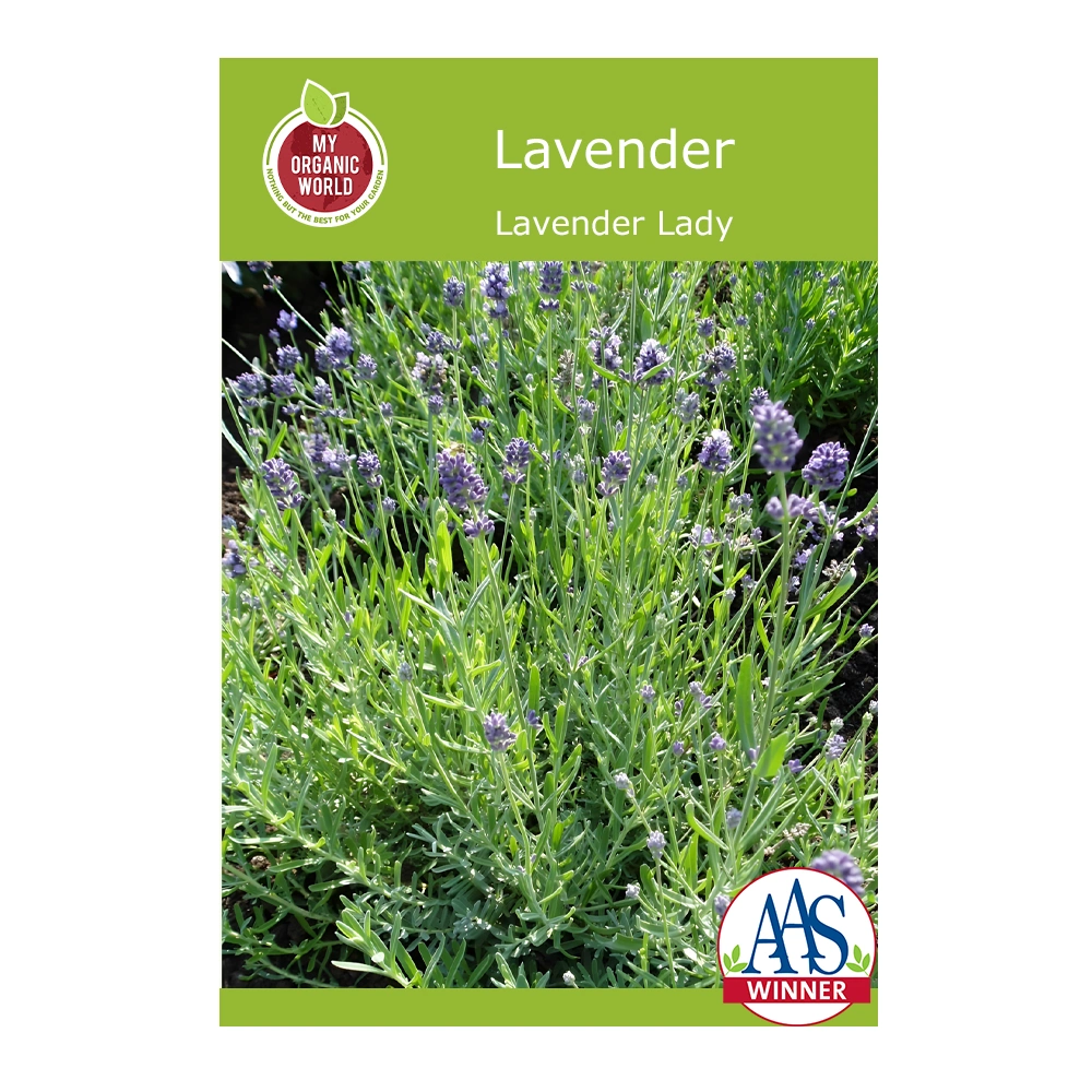 Lavender Lavender Lady 1 Lavender Lavender Lady seeds