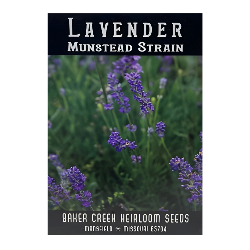 Lavender Munstead Strain 1 Lavender Munstead Strain