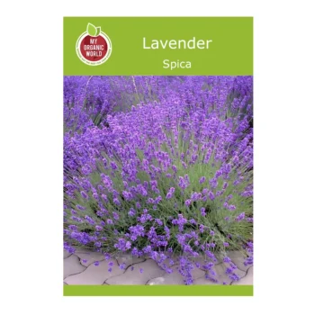Lavender Spica seeds