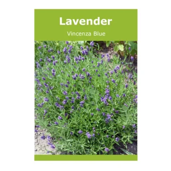 Lavender Vincenza Blue seeds