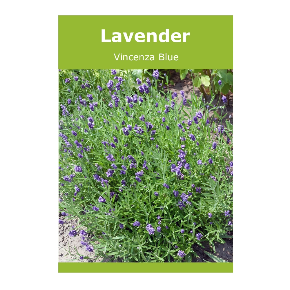 Lavender Vincenza Blue 1 Lavender Vincenza Blue seeds