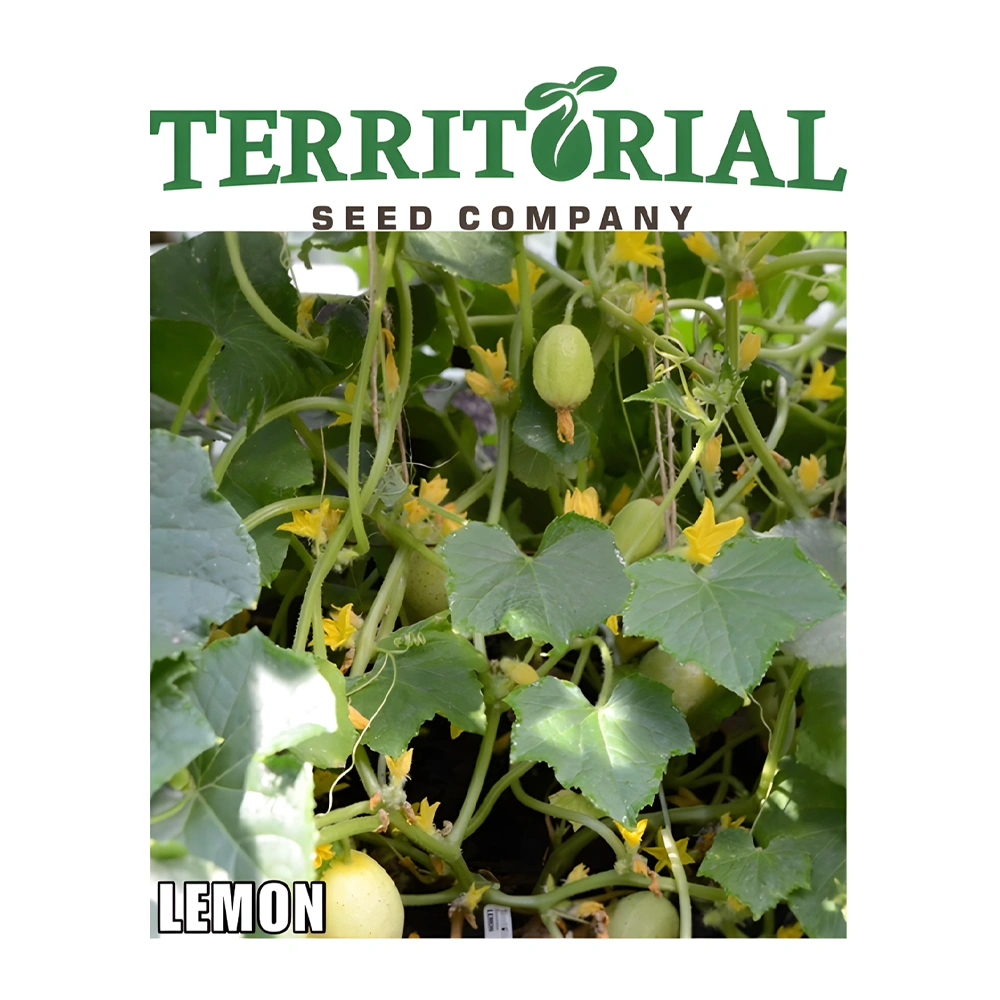 Lemon Cucumber seeds