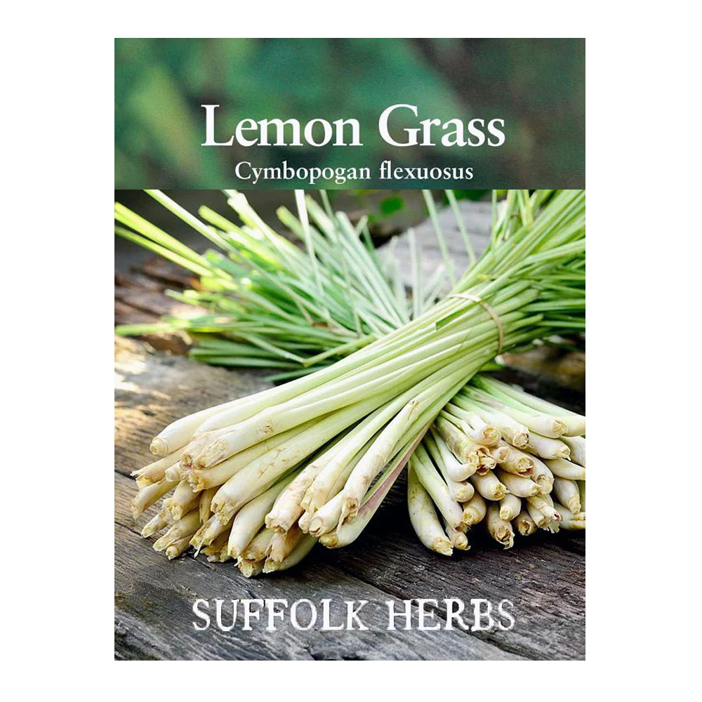 Lemon Grass Seeds