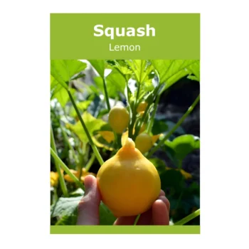 Lemon Squash seeds