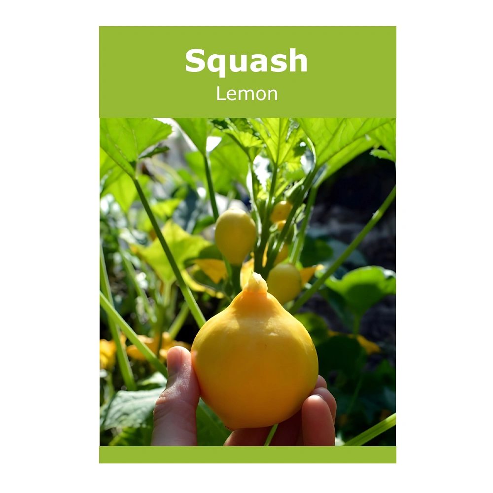 Lemon Squash 1 Lemon Squash seeds