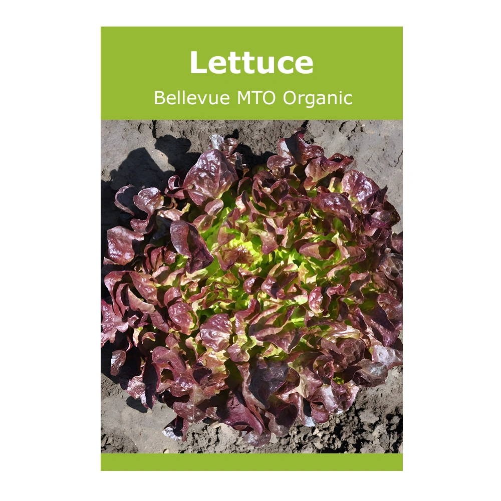 Lettuce Bellevue MTO Organic 1 Lettuce Bellevue MTO Organic