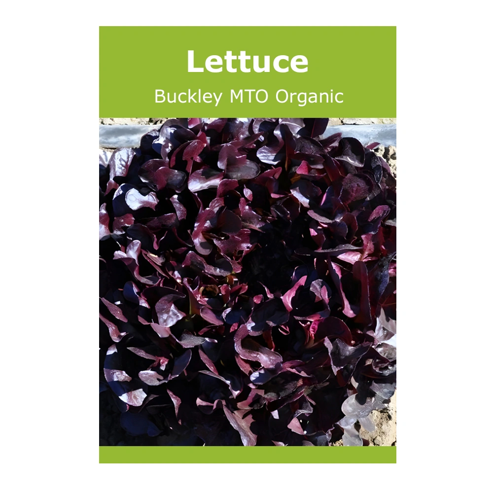 Lettuce Buckley MTO Organic