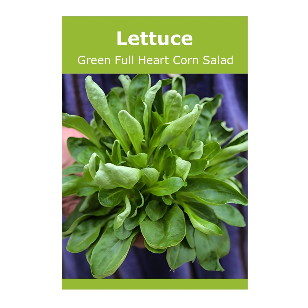 Lettuce Green Full Heart Corn Salad