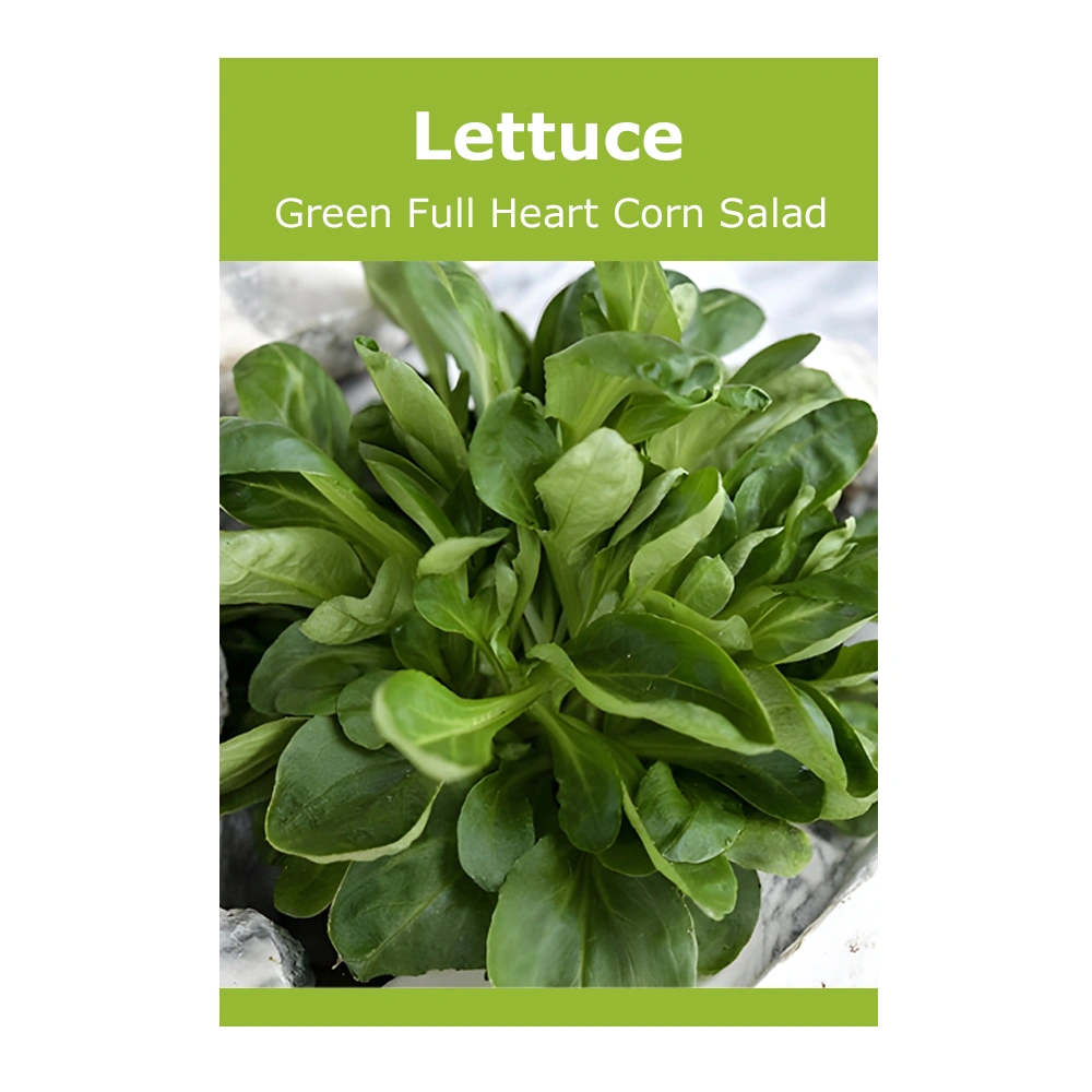 Lettuce Green Full Heart Corn Salad