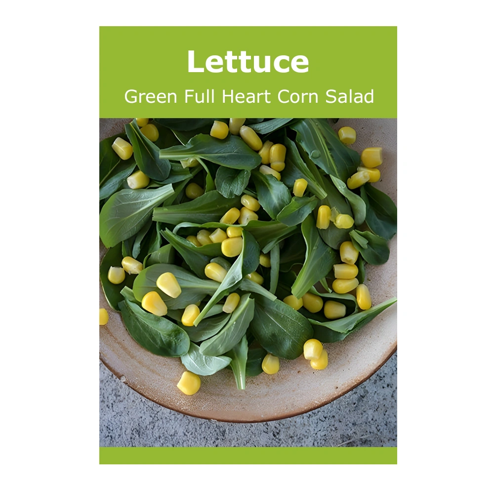 Lettuce Green Full Heart Corn Salad 1 Lettuce Green Full Heart Corn Salad
