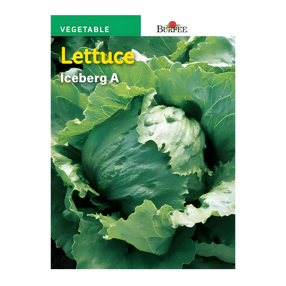 Lettuce Iceberg A
