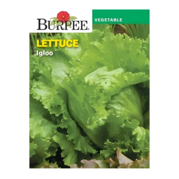Lettuce Igloo