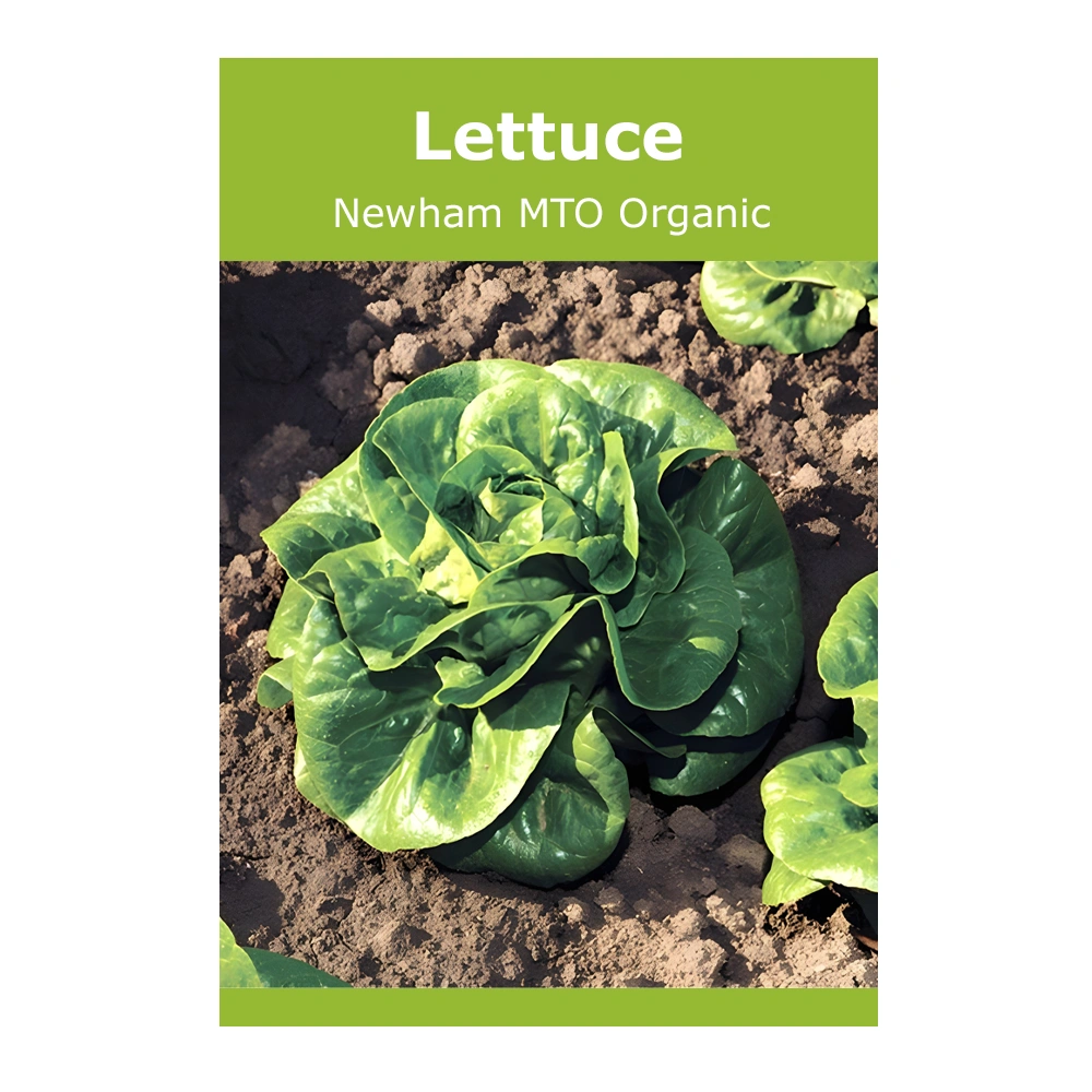 Lettuce Newham MTO Organic 1 Lettuce Newham MTO Organic