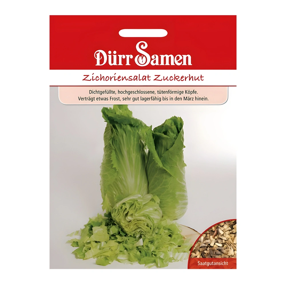 Lettuce Sugar Loaf Chicory Salad 1 Lettuce Sugar Loaf Chicory Salad