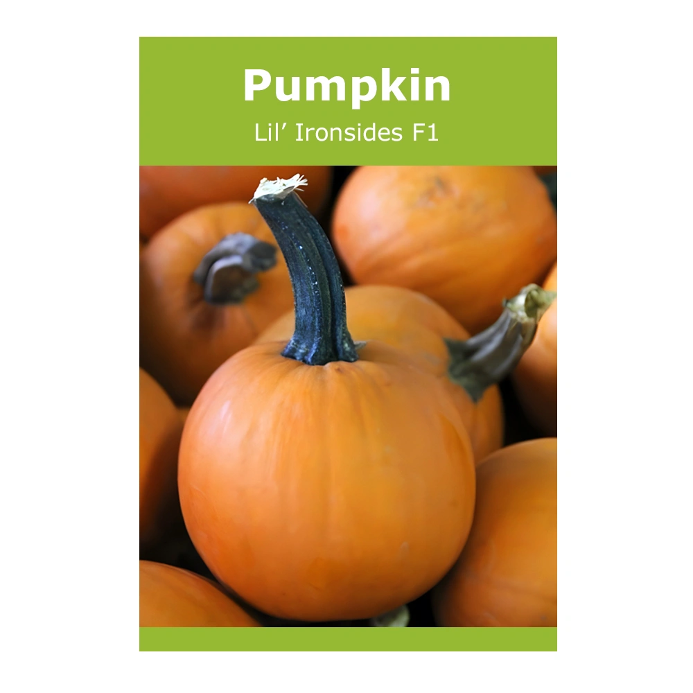 بذور Lil’ Ironsides F1 Pumpkin