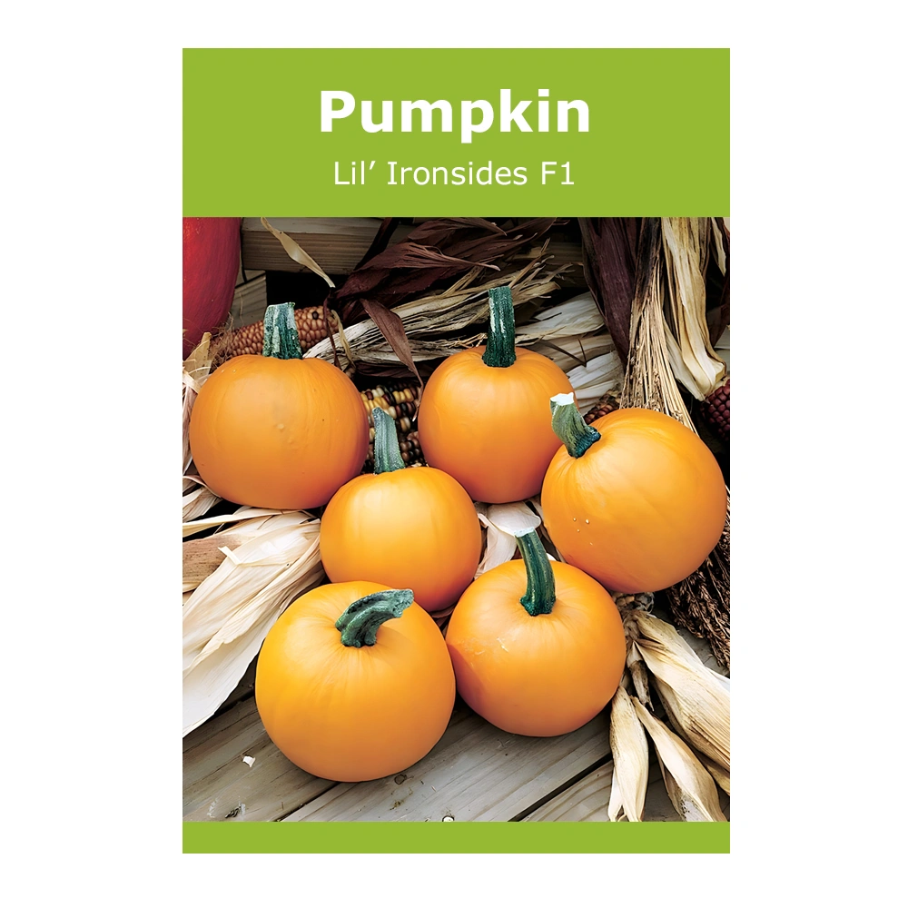 Lil' Ironsides F1 Pumpkin 1 بذور Lil’ Ironsides F1 Pumpkin
