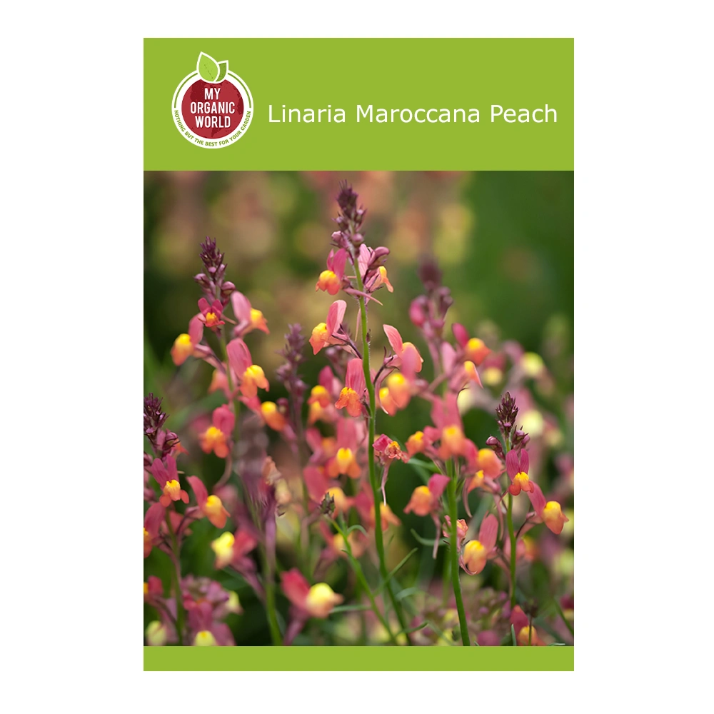 Linaria Maroccana Peach 1 Linaria Maroccana Peach seeds