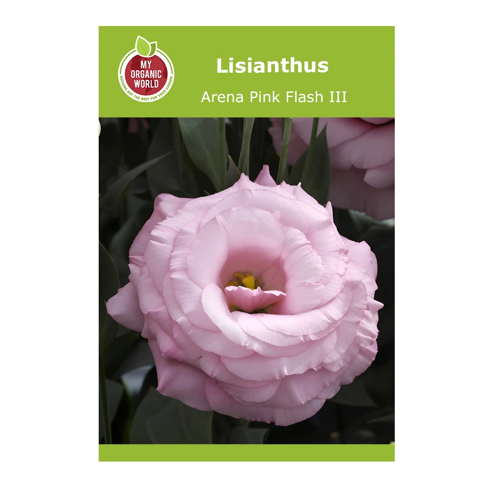 Lisianthus Grandiflorum Arena III Pink Flash