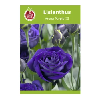 Lisianthus Arena Purple III