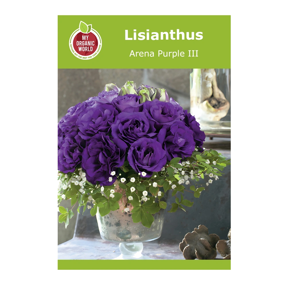 Lisianthus Arena Purple III