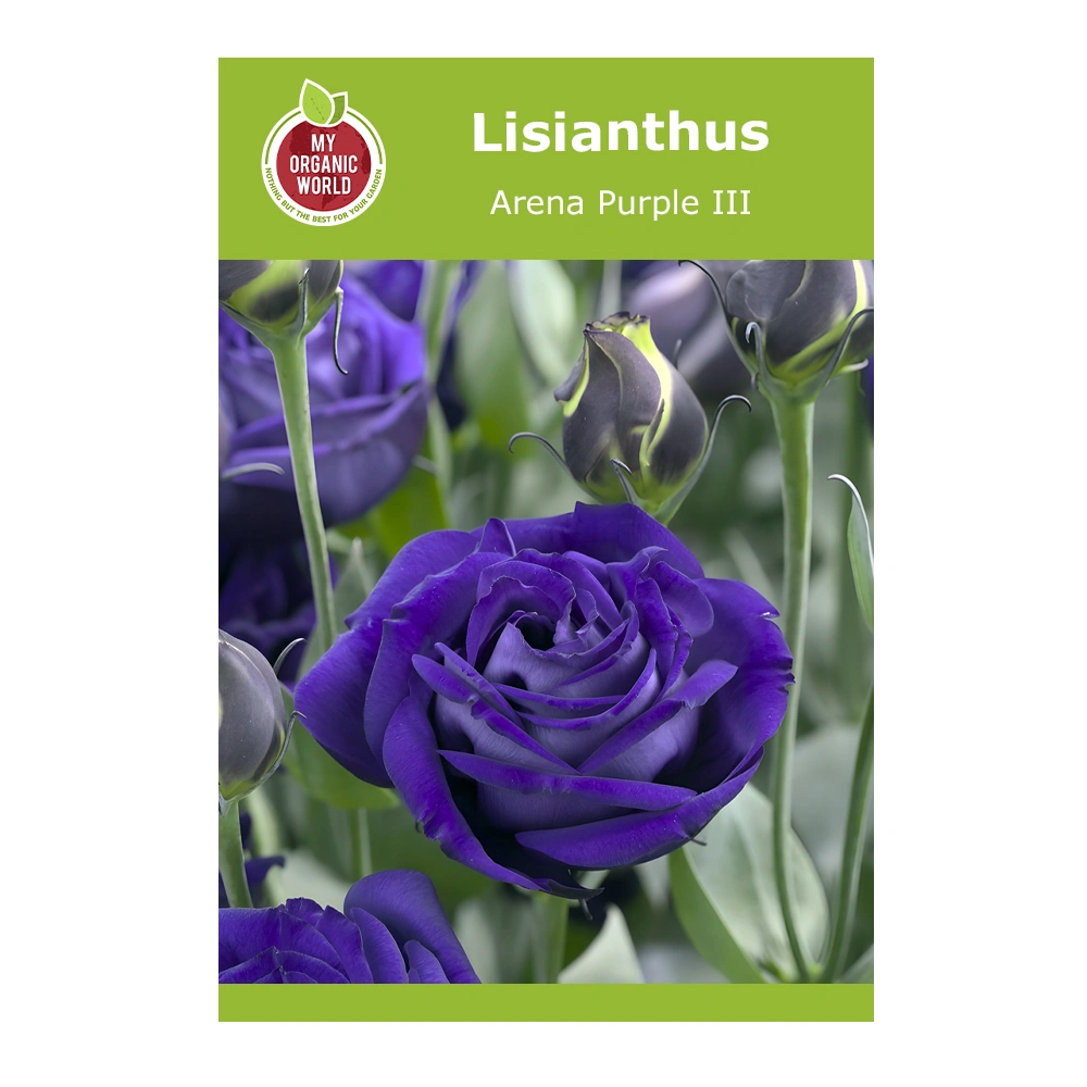 Lisianthus Arena Purple III 1 Lisianthus Arena Purple III